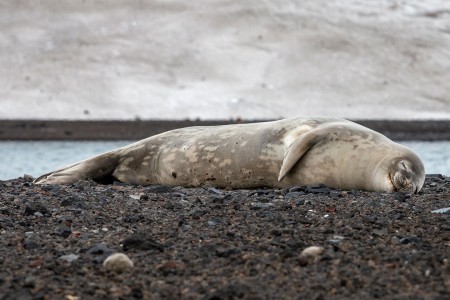 Expeditiecruise Antarctic Hurtigruten Andrea Klaussner 2