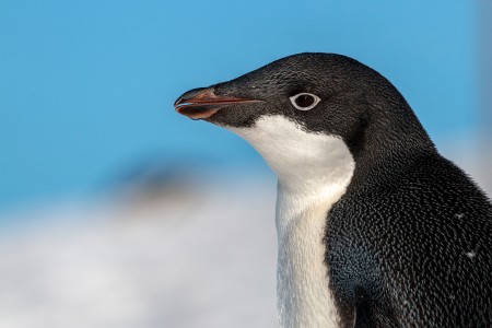 Expeditiecruise Antarctic Hurtigruten Andrea Klaussner 3