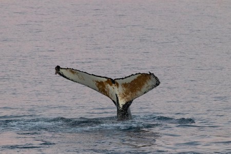 Expeditiecruise Antarctica Hurtigruten Genna Roland 1