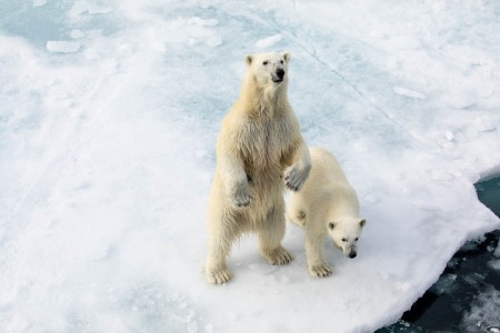 Expeditiereis Spitsbergen 10 Dagen Per  Ultramarine Quark Expeditions MichelleSole