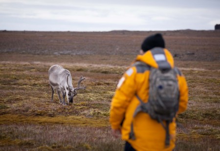 Expeditiereis Spitsbergen 10 Dagen Per  Ultramarine Quark Expeditions Reindeer AcaciaJohnson