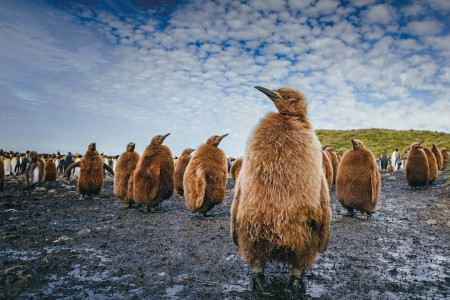 Falklandeilanden Zuid Georgia Antarctica Walvisexpeditie Quark Expeditions   King Penguins   South Georgia   Credit David Merron