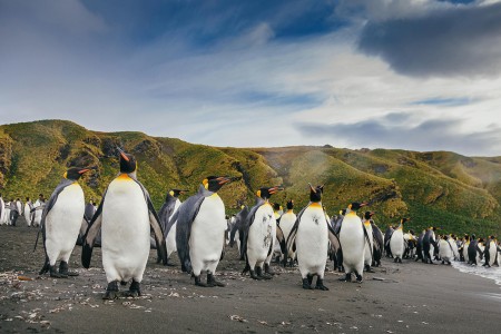 Falklandeilanden Zuid Georgia Antarctica Walvisexpeditie Quark Expeditions   King Penguins   South Georgia   Credit David Merron