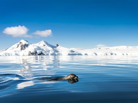 Falklands Zuid Georgia Antarctisch Schiereiland Oceanwide Expeditions