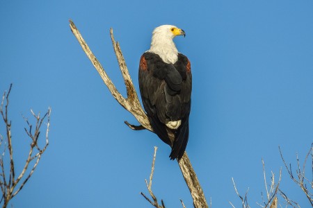 Fish Eagle Isimangaliso Wetlands St Lucia Zuid Afrika Suid Afrika Reise Douwe Baas