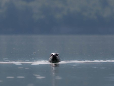 Fjordseal