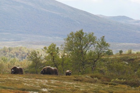 Geirangerfjord Zien Reis Thialf Musks In Rondane Dovre Ch Visitnorway Com