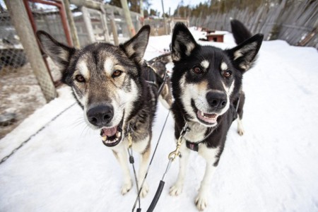 Harriniva Hotels %26 Safaris Huskies 14