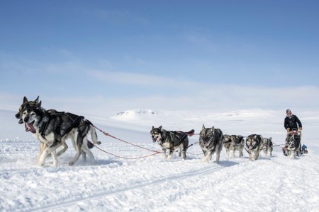 Harriniva Hotels %26 Safaris Huskies 21