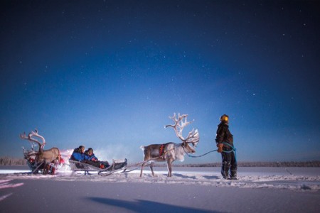 Harriniva Hotels %26 Safaris Reindeer 12