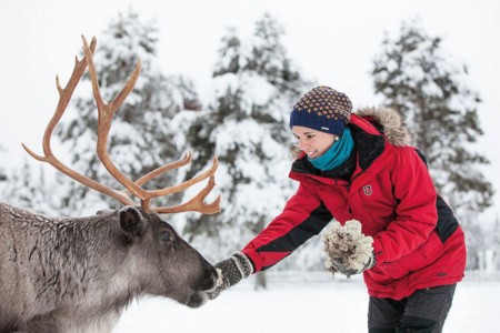 Harriniva Hotels %26 Safaris Reindeer 16