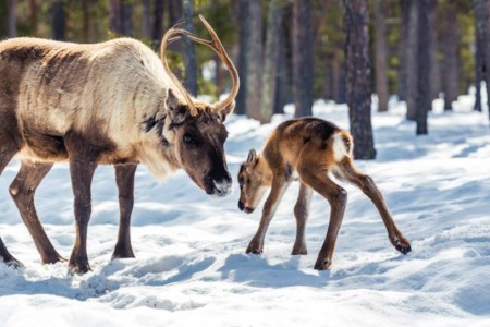 Harriniva Hotels %26 Safaris Reindeer 4