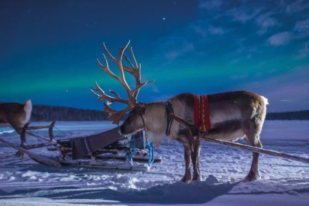 Harriniva Hotels %26 Safaris Reindeer 8