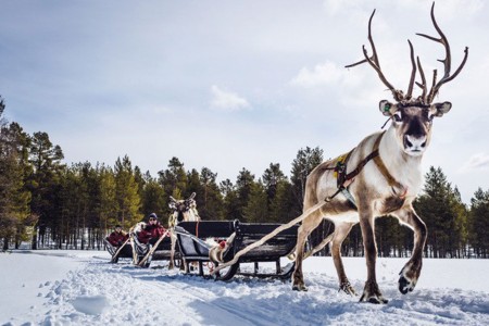 Harriniva Hotels %26 Safaris Reindeer 9