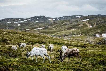 Havila Kystruten Rendier Noordkaap Christian Roth Christensen VisitNorway