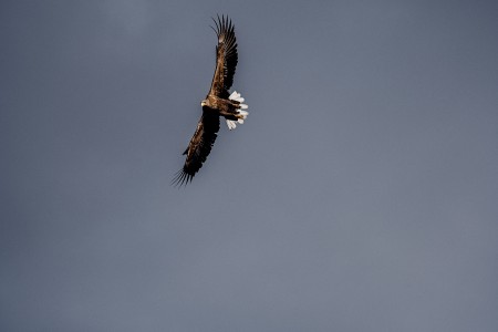 Havila Excursies Trondheim Tromso Zeearendsafari Lofoten Thomas Rasmus Skaug VisitNorway