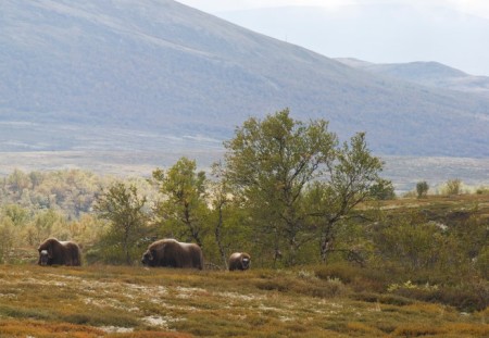 Herfstreis Rondane Gjestegard Dovre CH Innovation Norway 6