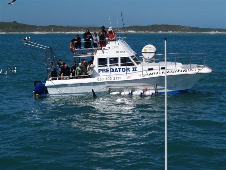 Hermanus Walvis Safari 05