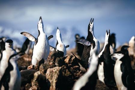 Het Zevende Continent Ontdekken Quark Expeditions   Chinstrap Penguins   Antarctica   Credit David