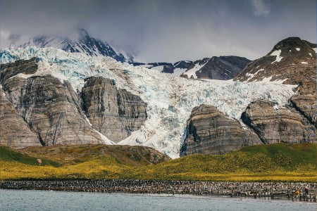 Het Zevende Continent Ontdekken Quark Expeditions   King Penguins   South Georgia   Credit David Merron