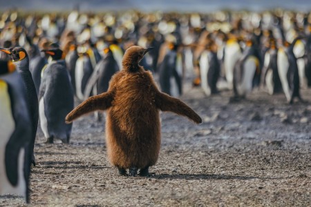 Het Zevende Continent Ontdekken Quark Expeditions   King Penguins   South Georgia   Credit David Merron