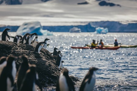 Het Zevende Continent Ontdekken Quark Expeditions   Sea Kayaking   Antarctica   Credit David