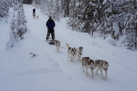 Hondensledetocht Kurula Resort 1