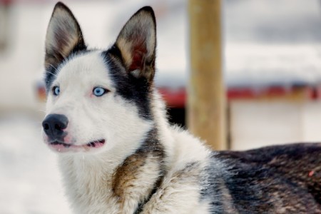 Hondensledetocht Uloybukt Arctic Panorama Lodge