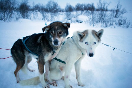 Hurtigruten Excursies Kirkenes Simon Bottomley