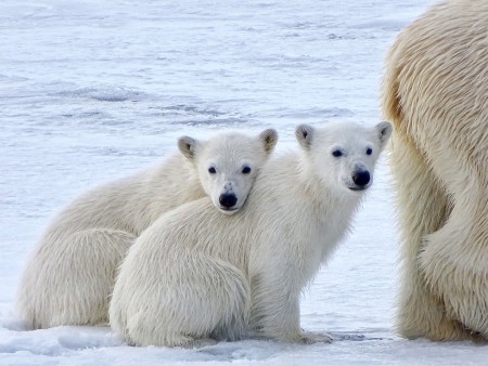 IJsbeer Reis Spitsbergen Oceanwide Expeditions 2