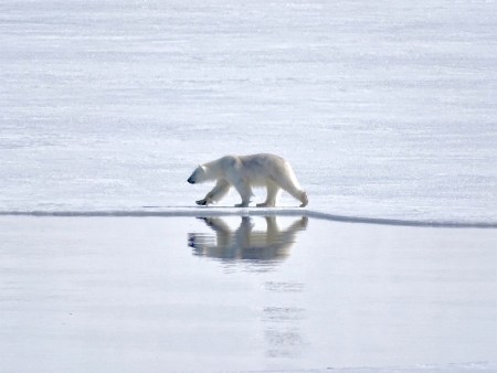 IJsbeer Reis Spitsbergen Oceanwide Expeditions 4
