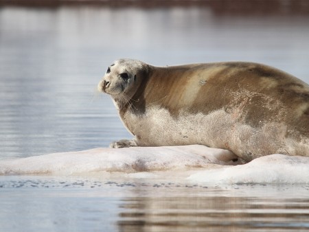 IJsbeer Reis Spitsbergen Oceanwide Expeditions 8