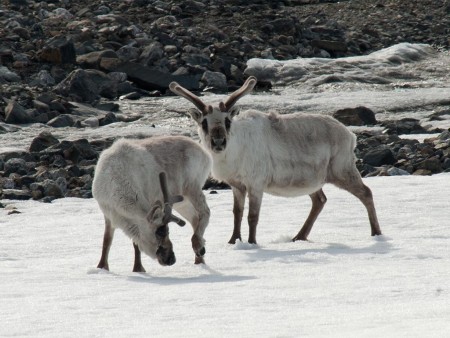IJsbeer Reis Spitsbergen Oceanwide Expeditions 9
