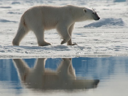 IJsbeer Safari Spitsbergen Oceanwide Expeditions 4