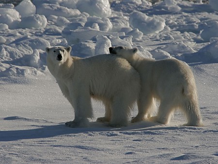 IJsbeer Safari Spitsbergen Oceanwide Expeditions 7