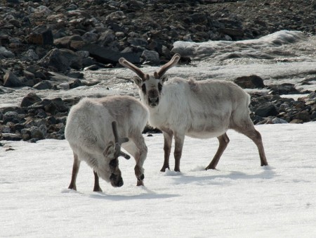 IJsbeer Safari Spitsbergen Oceanwide Expeditions 8