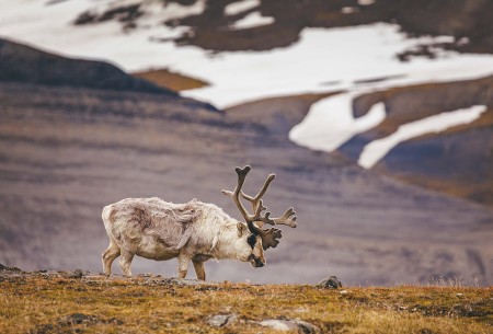 IJsberen Fotograferen Op Spitsbergen Quark Expeditions Spitsbergen Explorer DavidMerronArctic2018 222