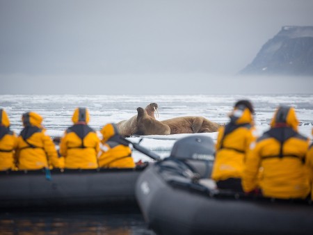IJsberen Fotograferen Op Spitsbergen Quark Expeditions Spitsbergen Explorer Walrus Cruise Waldenoya Svalbard Acaciajohnson 6