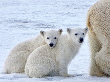 IJsberen Reis Spitsbergen Oceanwide Expeditions