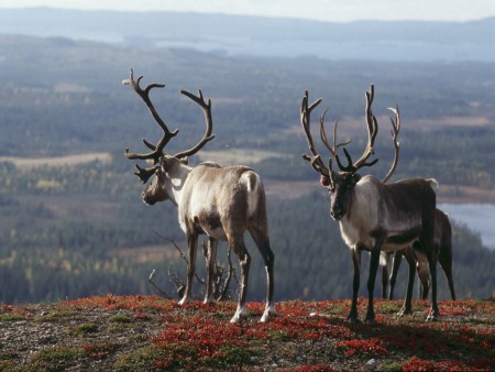 Inari Rendieren Visit Finland