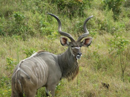 Isimangaliso St Lucia Wetlands Park 04