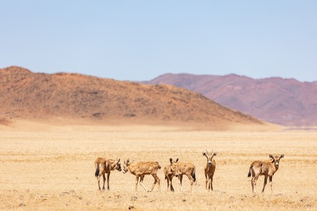 Kanaan Desert Retreat Jonge Gemsbokken Cape Tracks Ramon Lucas 9