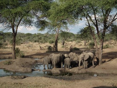 Kasane Senyati Safari Camp