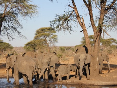 Kasane Senyati Safari Camp