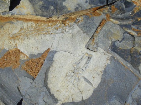 Keetmanshoop Mesosaurus Fossile Camp