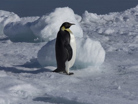 Keizerspinguin Expeditie Keizerspinguin Oceanwide Expeditions
