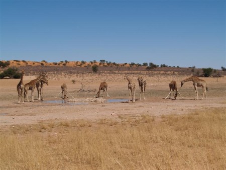 Kgalagadi Transfrontier Park 05