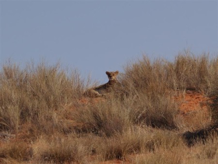 Kgalagadi Transfrontier Park 07