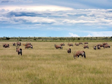 Khutse Game Reserve 01