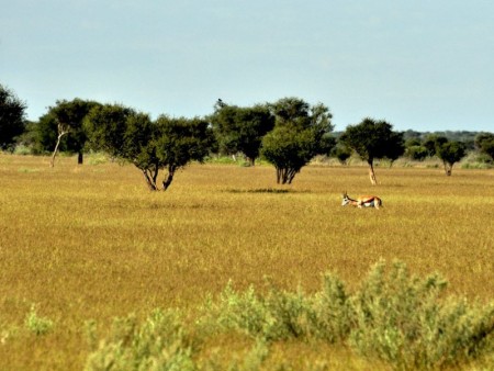 Khutse Game Reserve 02